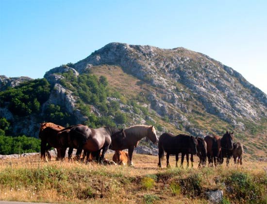 El turismo rural es especialmente fuerte en el entorno cantábrico.Caballos en Valporquero (León). Imagen de guiarte.com