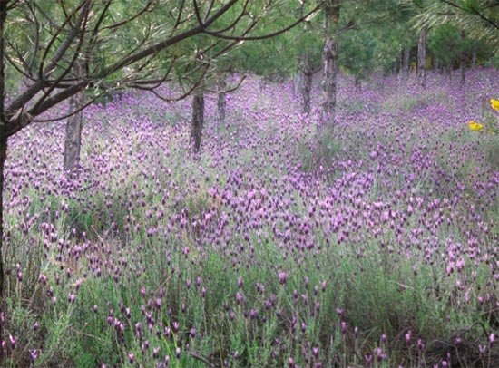 El turismo rural es especialmente fuerte en el entorno cantábrico.Campos de lavanda en Villamejil (León). Imagen de guiarte.com