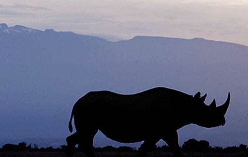 Más de 250 rinocerontes han sido masacrados este año en Sudáfrica para extraer su cuerno. Foto WWF