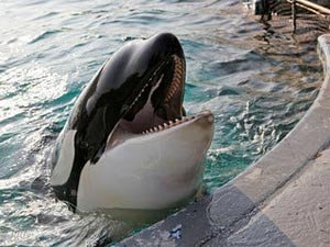 Morgan, la orca cautiva. imagen de Change.org