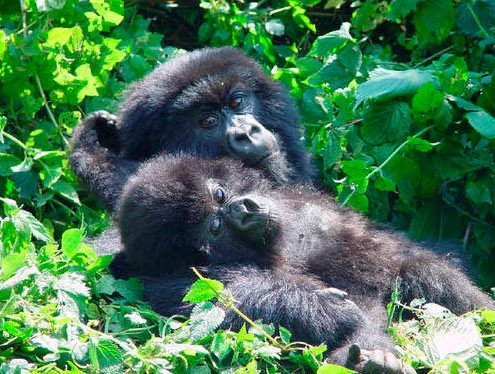 Madre  gorila y cria, en la Republica Democrática del Congo. M. Graye, IGCP UNESCO