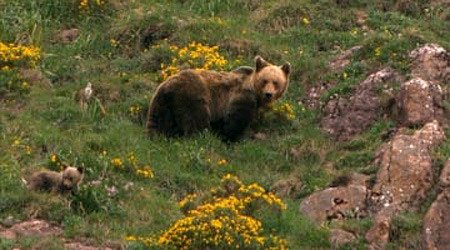 Los osos pardos de la Cordillera Cantábrica han visto aumentado su número gracias a la Fundación Oso Pardo