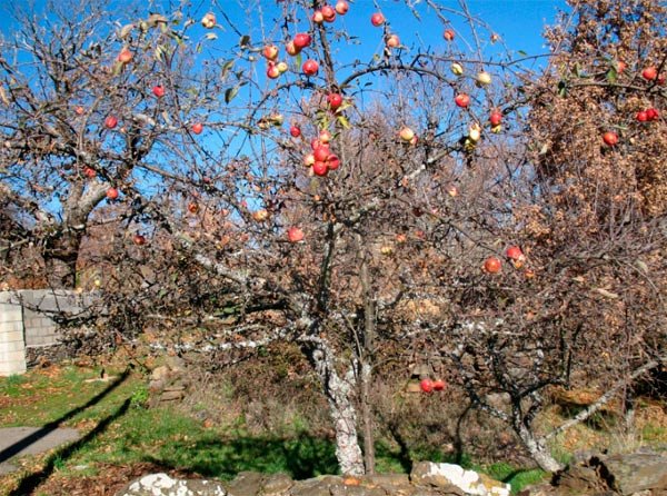 Manzanas rojas en un huertecillo de Palaciosmil. Imagen tomada en el in1cio del invierno de 2012