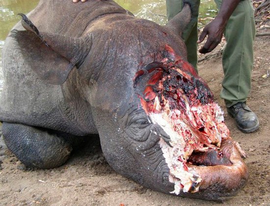 El salvajismo furtivo, queda manifiesto en esta imagen de un rinoceronte al que se le ha destrozado la cabeza para llevar los cuernos. Fotografía: Anti-poaching Unit, Zimbabwe/IUCN