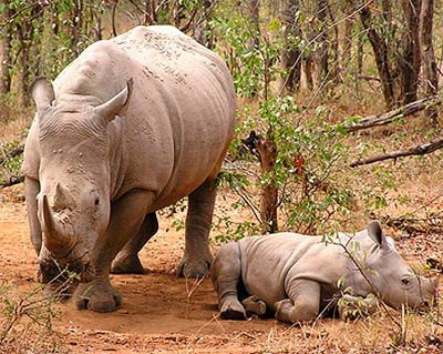 Rinoceronte negro (Diceros bicornis). Fotografía: Lowveld Rhino Trust, Zimbabwe/IUCN