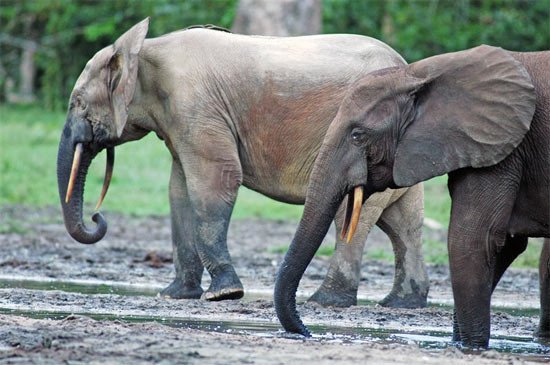 Elefantes en la Reserva de Dzanga Sangha. en República de África Central.