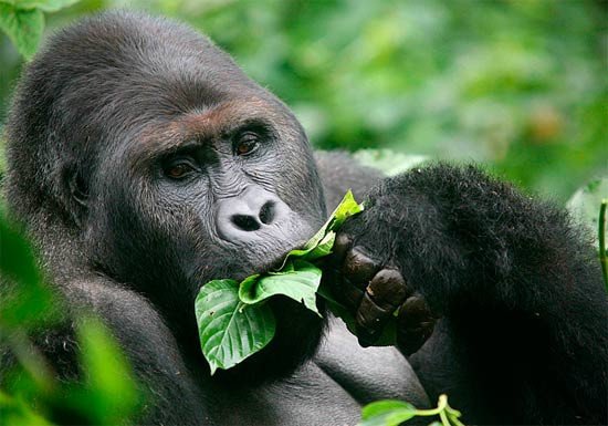 Gorila  de Grauer (Gorilla beringei graueri). Fotografía: KBNP/ICCN/ UICN