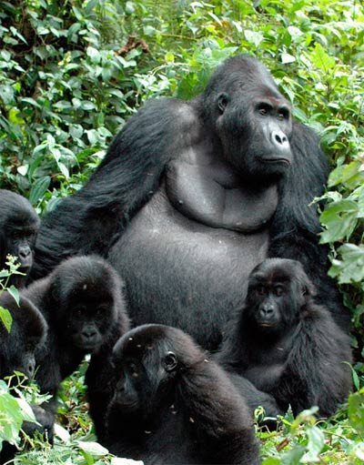 Gorila de Grauer (Gorilla beringei graueri). Fotografía: Intu Boedhihartono/ UICN