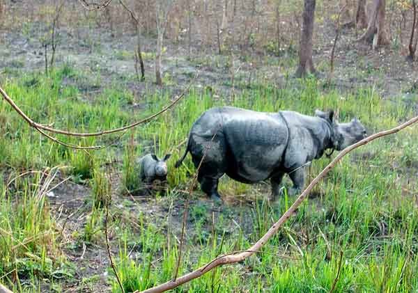  Hembra con cria, en un área de la India -Manas National Park- en la que se reintrodujo el rinoceronte en 2011. © Jamir Ali / WWF-India