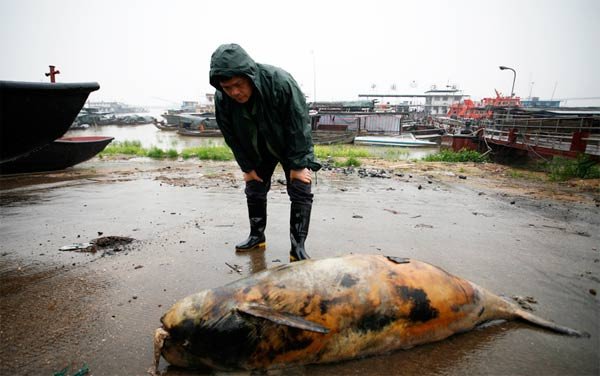 Marsopa encontrada muerta en lago Dongting, China, el 15 de abril de 2012. Aproximadamente 32 muertes de marsopa  han sido relatadas desde el principio del año. © Xu Dianbo/WWF