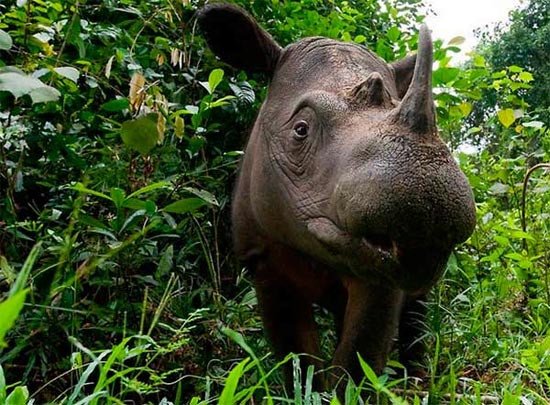 El rinoceronte de Sumatra está en peligro crítico. naturepl.com/Mark Carwardine / WWF