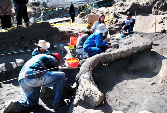 Un equipo de arqueólogos y paleontólogos excava entre las cenizas que dejó una erupción volcánica los restos de un mamur, al sur de México DF. Fuente INAH