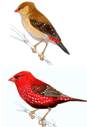 La nueva Lista de las aves de España, elaborada por SEO/BirdLife y publicada en 2012, actualiza al anterior catálogo, con especies como el bengalí rojo. Imagen de http://www.seo.org/