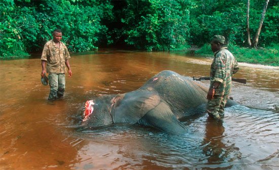Elefante de bosque muerto por furtivos, inspeccionado por guardias del Parque Nacional Dzanga-Ndoki, república Centroafricana. © Martin Harvey / WWF-Canon