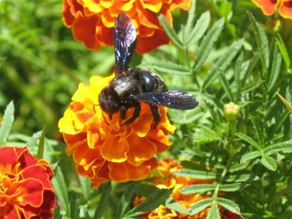 La defensa de los insectos polinizadores es vital para la biodiversidad. Imagen de guiarte.com