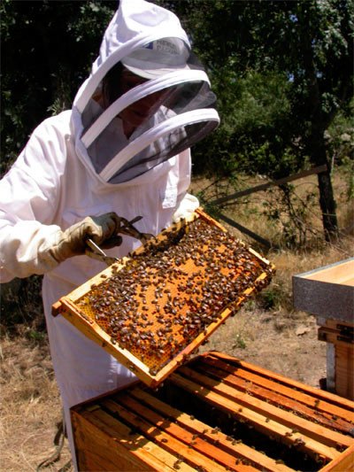 Un apicultor maneja los panales de una colmena ©SEO/BirdLife