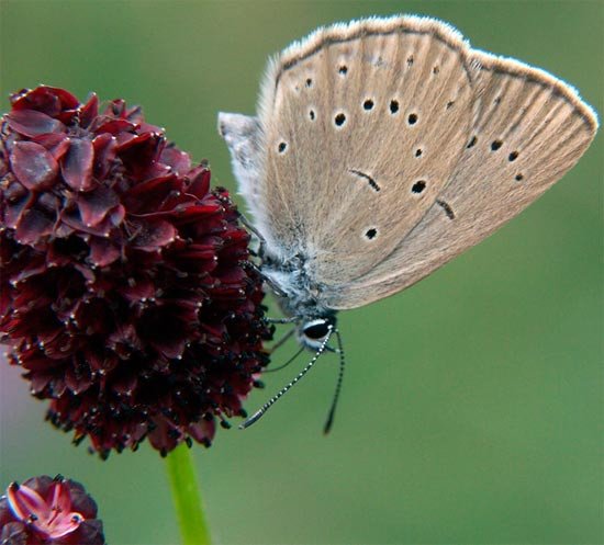 La mariposa Phengaris teleius. Chris van Swaay/UICN