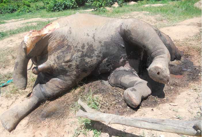 La zona de Dzanga Bai ha quedado sembrada de cadáveres de elefantes. WWF