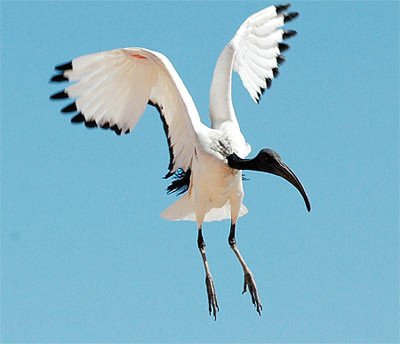 El ibis sagrado (Threskiornis aethiopicus) Fotografía: Jean-Christophe Vié/IUCN