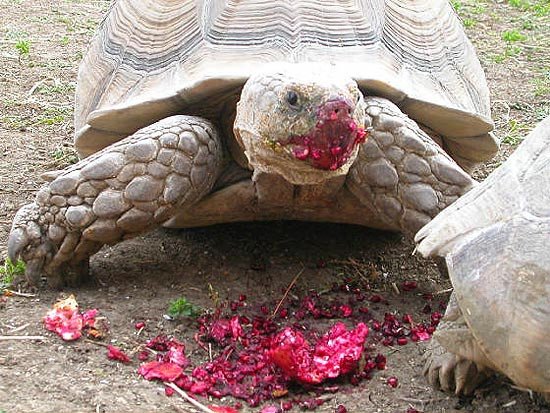 Un ejemplar de tortuga terrestre disfruta de una deliciosa granada. Foto de American Tortoise Rescue. 