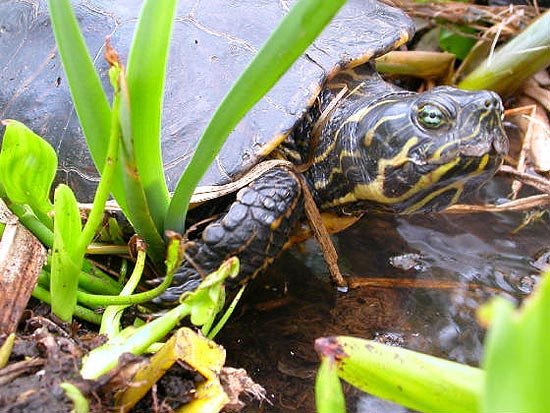 Una tortuga de florida, una de las especies que más se venden en las tiendas de mascotas. Foto de American Tortoise Rescue.