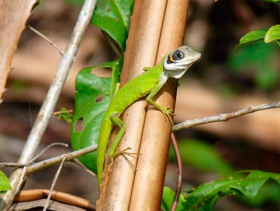 Lagarto forestall en Gran Nicobar (India) © UNESCO/Zoological Survey of India.