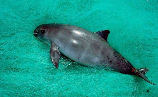 Un ejemplar de vaquita, especie en peligro crítico, capturado por una red de enmalle. © National Geographic Stock / flip Nicklin / Minden Pictures / WWF