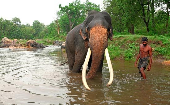 ida con Tuskers. Fotografía: Senthil Kumaran Rajendran, India