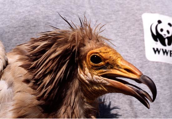 Alimoche, una de aves que suele caer víctima de los envenenamientos. © WWF/ G Doval