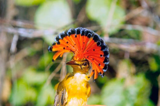 El Mosquero Real del Pacífico (Onychorhynchus occidentalis), amenazado por la pérdida de su hábitat.  Fotografía: Rob Pople/IUCN