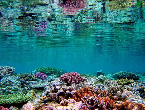 Corales de las Islas Salomón. Fotografía: Emre Turak/ IUCN