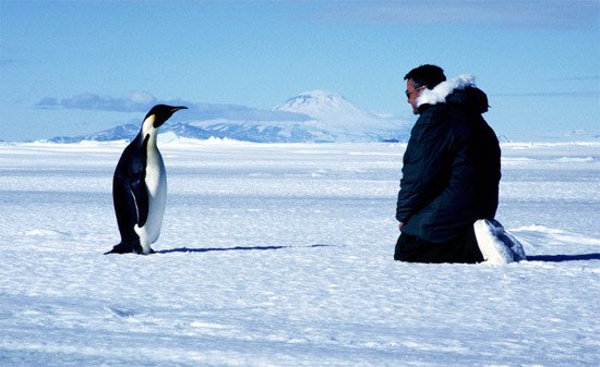 Pingüino emperador (Aptenodytes forsteri) frente a un hombre, ante el monte Discovery, en la Antártida. Fotografía: Colin Harris/UICN