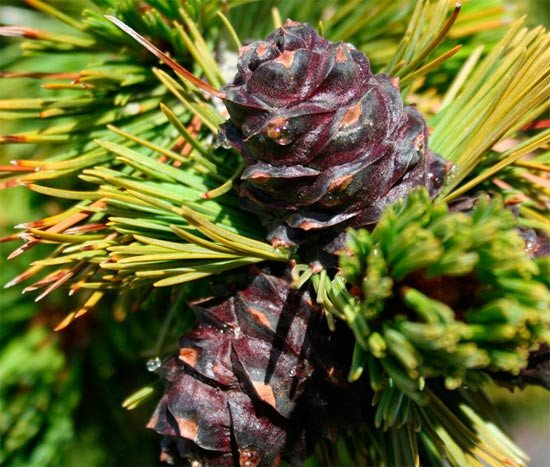 Pinus albicaulis. Fotografía: Dr Sally Aitken/UICN