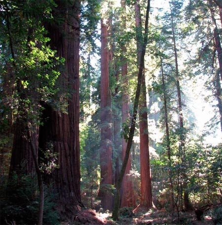 Bosque de sequoias en California. Imagen de guiarte.com