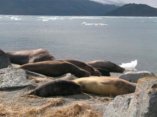 Elefantes marinos sestean en Bahía Ainsworth, cerca del glaciar Marinelli, en acusado retroceso por el calentamiento climático. Imagen de Beatriz Alvarez. guiarte.com