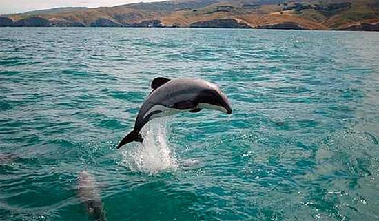 Delfín de Maui. Will Rayment / WWF Nueva Zelanda