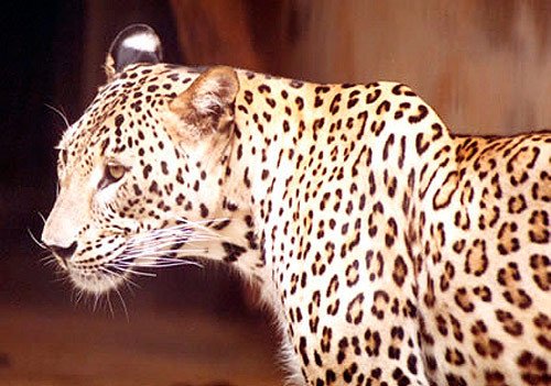 Leopardo persa. Victor Lukarevskij / WWF-Russia
