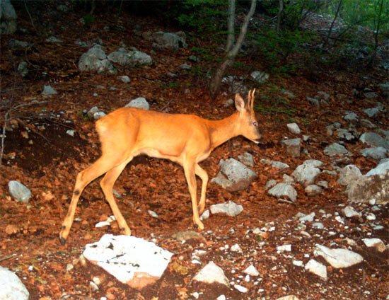 Imágen captada en el Parque Nacional Shebenik-Jabllanica, en Albania. Fotografía de cámara oculta de UICN