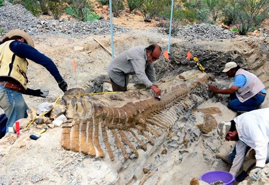 La espectacular cola del hadrosaurio recuperada en México. Imagen INAH