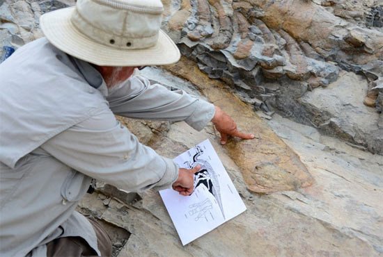 Un paleontólogo muestra la escápula del hadrosaurio. Imagen INAH