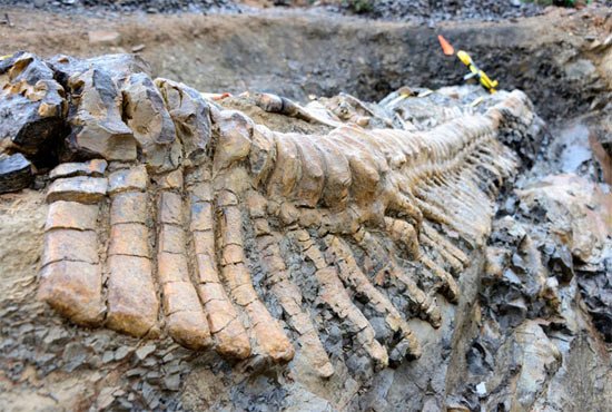 Los restos de esta cola espectacular de hadrosaurio, con más de 70 millones de años. Imagen INAH