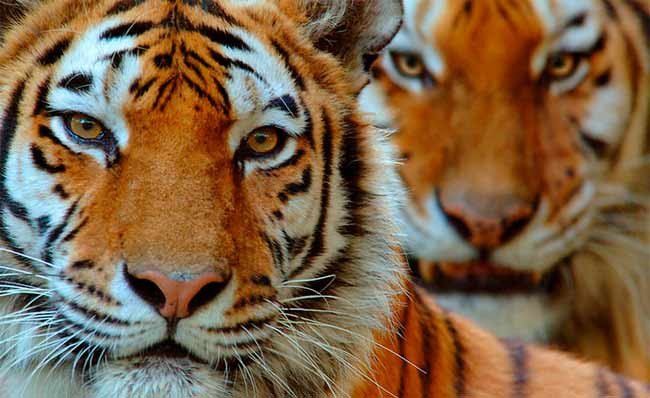 Tigres de Siberia o del Amur. © naturepl.com /Edwin Giesbers / WWF