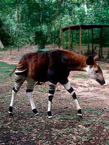 El okapi, una rara especie que se halla en este territorio amenazado© WWF/PJ Stephenson