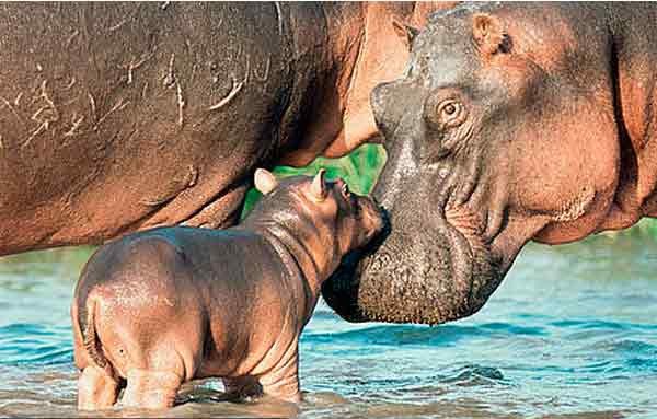 Familia de rinocerontes. Imagen de Karl Ammann/WWF-Canon