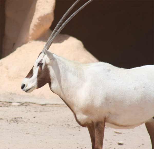 El órix u órice de Arabia (Oryx leucoryx). Fotografía: IUCN/Dena Cator