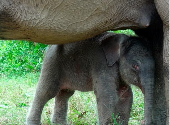 El bebé elefante y la madre. Imagen  WWF-Indonesia / Ruswanto