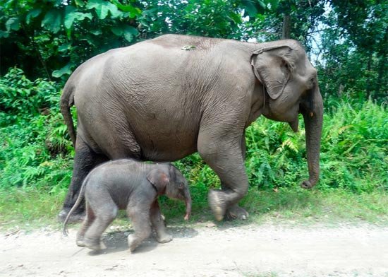 El bebé elefante y la madre. Imagen  WWF-Indonesia / Ruswanto