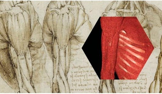 Leonardo da Vinci, sus dibujos anatómicos y las técnicas médicas actuales, en una muestra de la Royal Collection Trust