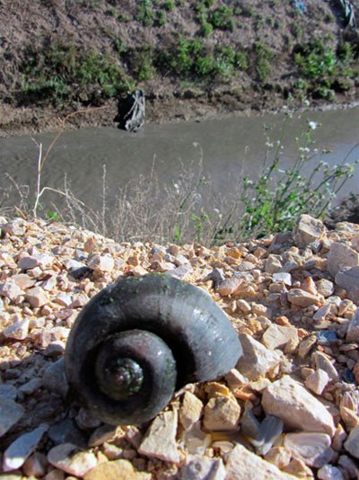 Caracol a la vera de una acequia. Imagen de SEOBirdLife