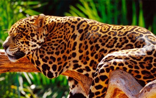 El jaguar, uno de los más bellos habitantes del Bosque Atlántico. © Michel GUNTHER / WWF-Canon